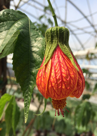 Abutilon 'Temple Bells'